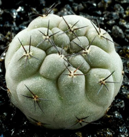 Weingartia_neumanniana_1